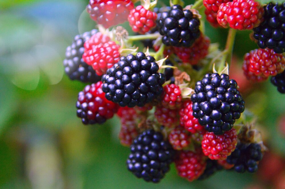 10 Types of Blackberries (with Pictures) House Grail