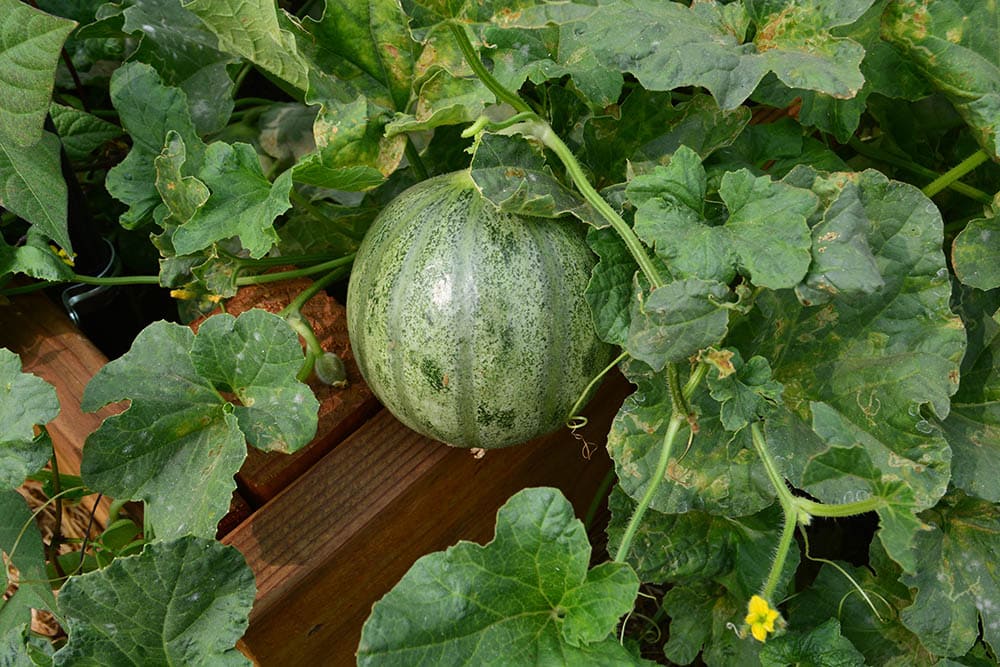 Charentais melon hiding among follage