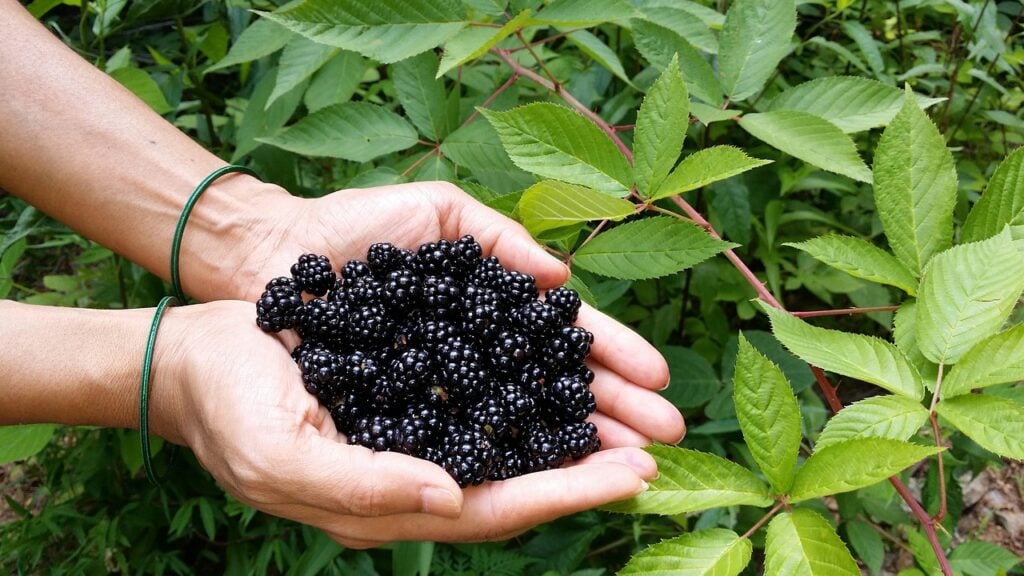 How & When To Prune Blackberries (4 Expert Tips) | House Grail