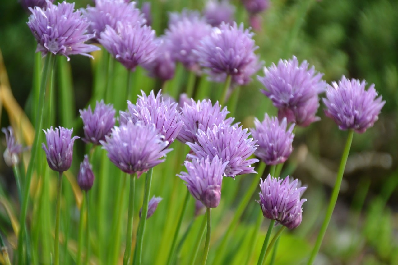 5 Varieties Of Chives To Grow At Home With Pictures House Grail