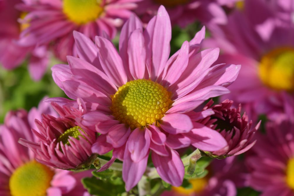 Clara Curtis Chrysanthemum