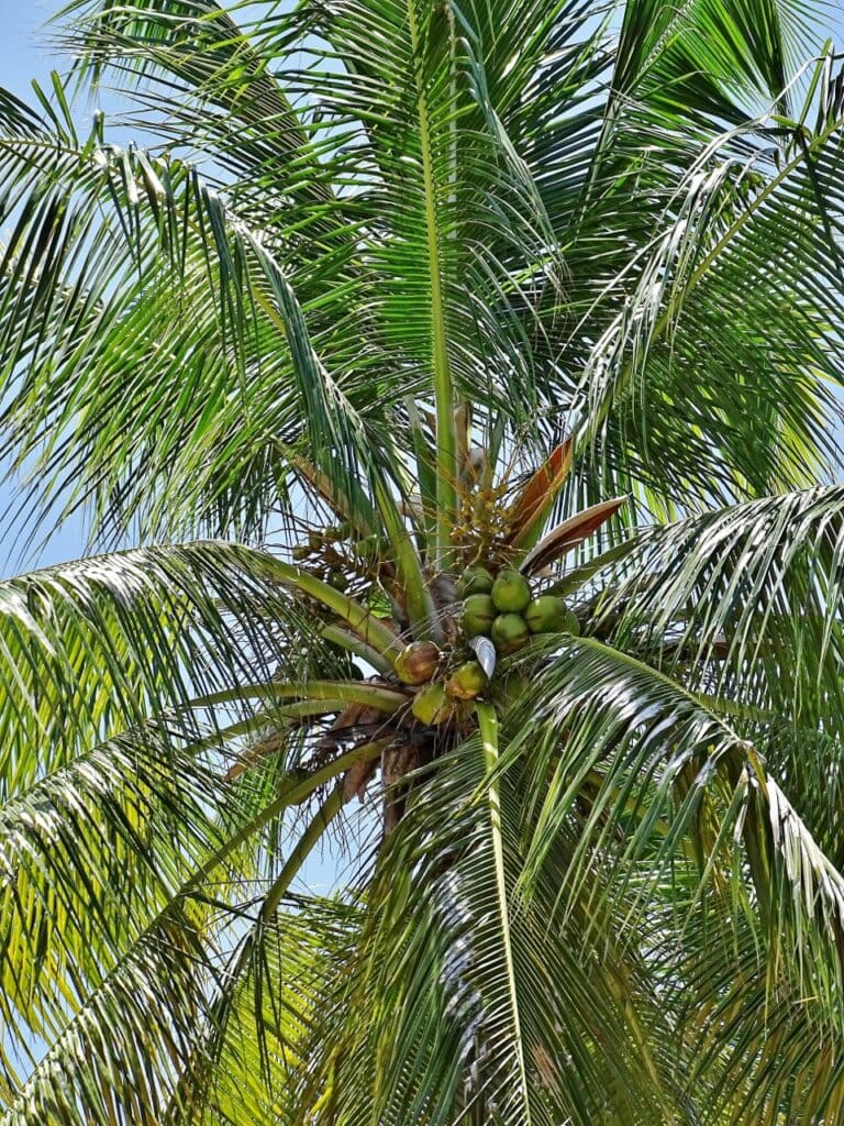 18 Types of Coconuts (With Pictures) | House Grail