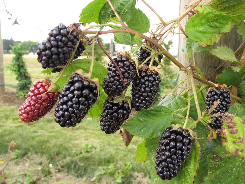 10 Types of Blackberries (with Pictures) | House Grail