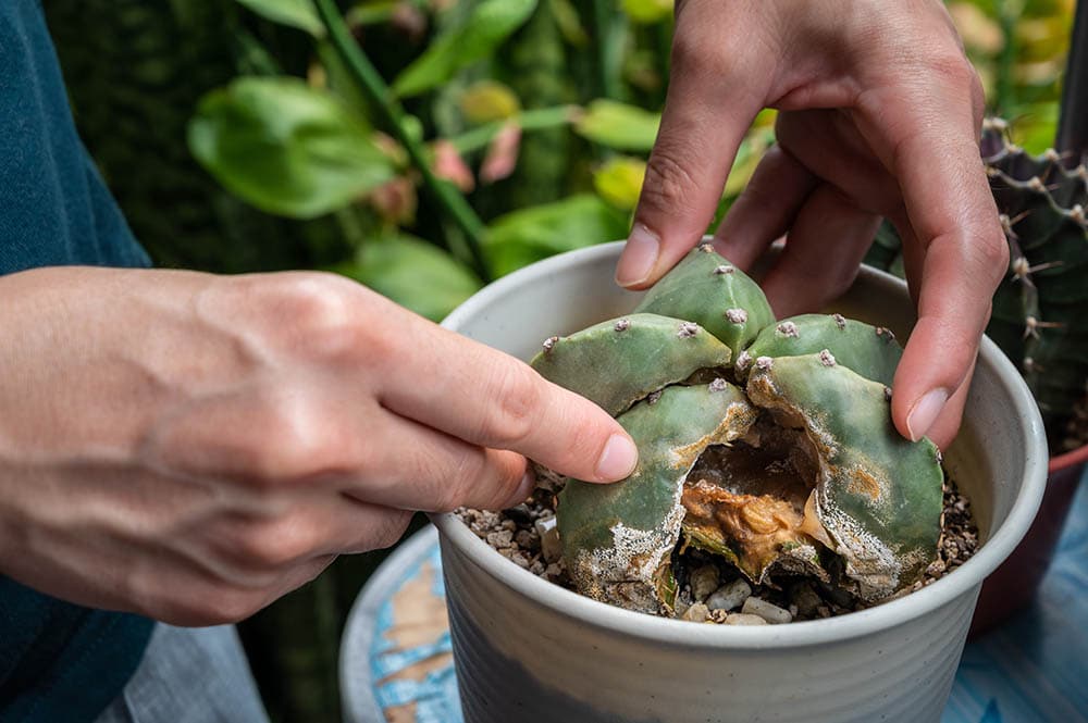 Farmer hands checking dead Astrophytum Myriostigma cactus caused of rotten
