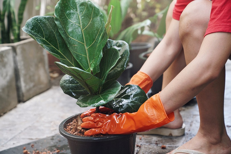 Fiddle Leaf Figs