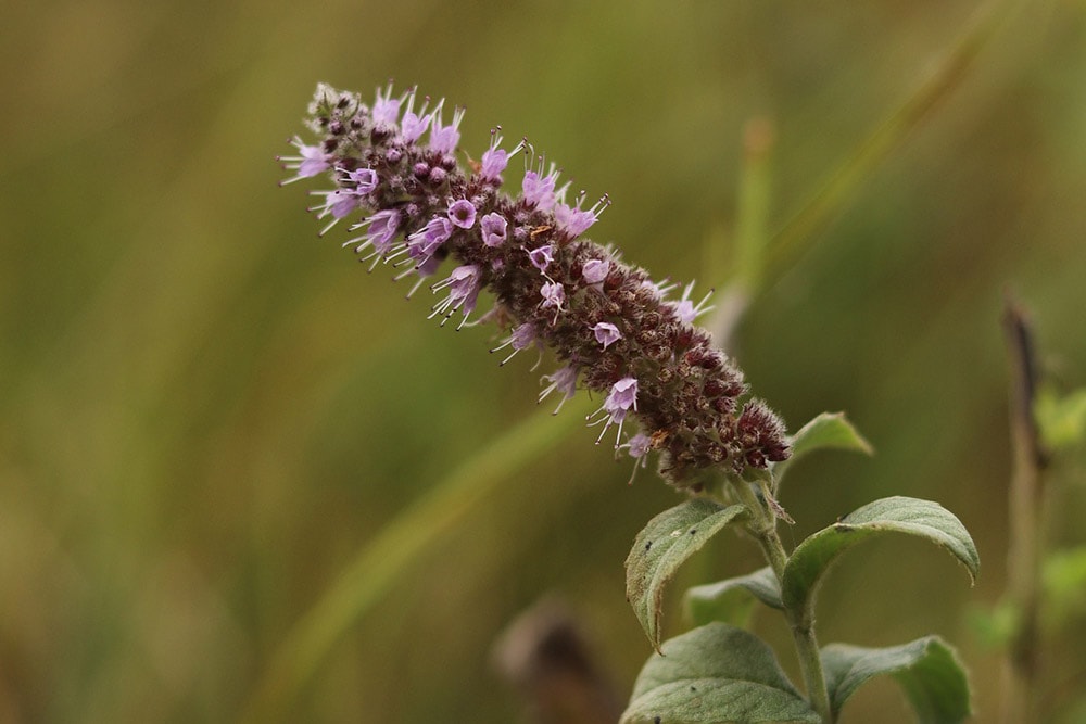 Giant Hyssop