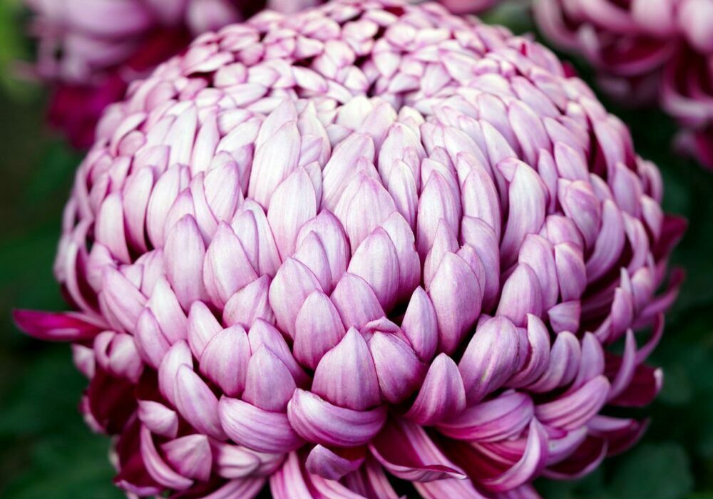 Goldfield chrysanthemum