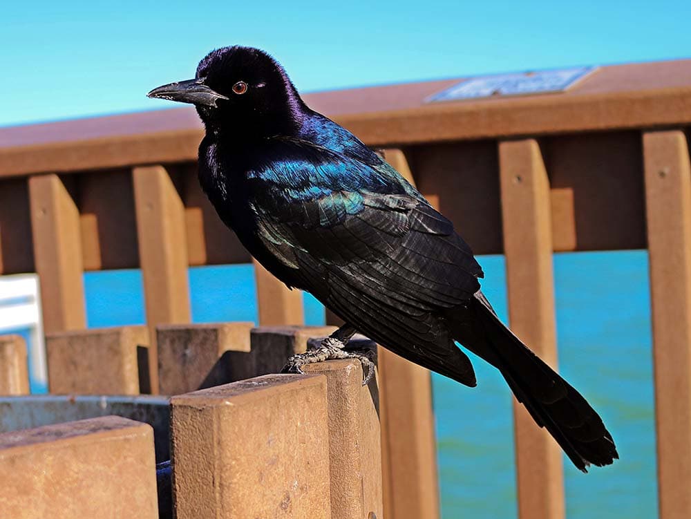 10 Types of Black Birds in South Carolina (with Pictures) | House Grail