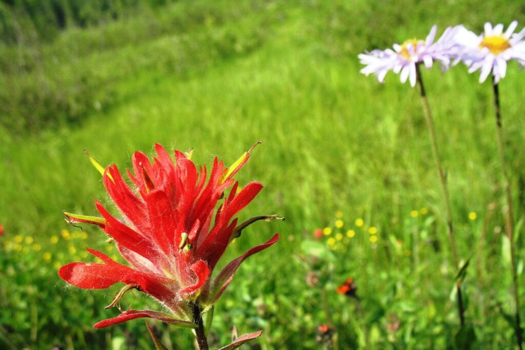 Indian Paintbrush