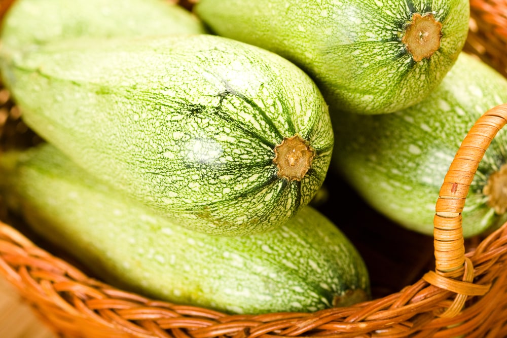 Magda Zucchini