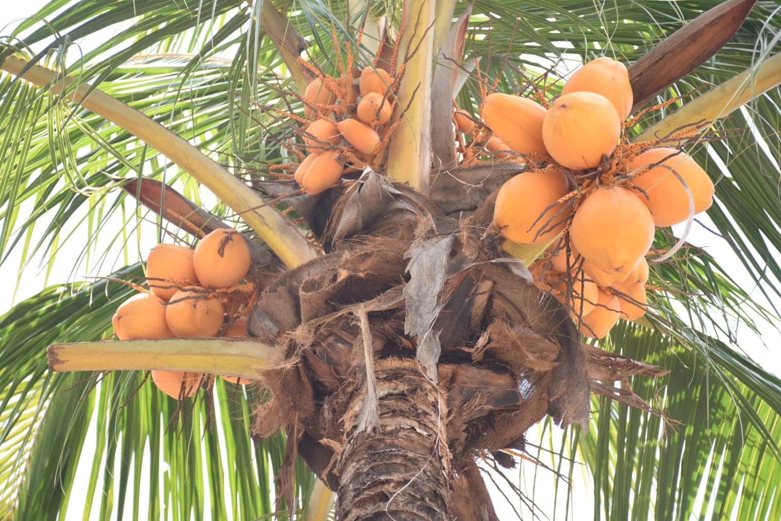 Malayan Yellow Dwarf Coconut