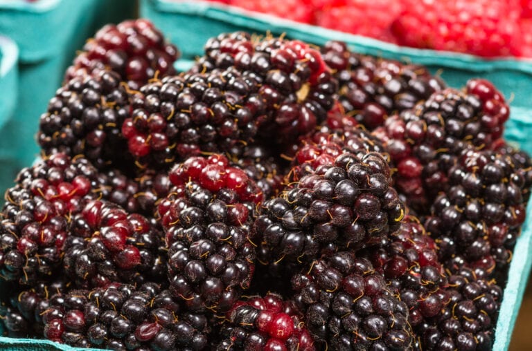 10 Types of Blackberries (with Pictures) House Grail