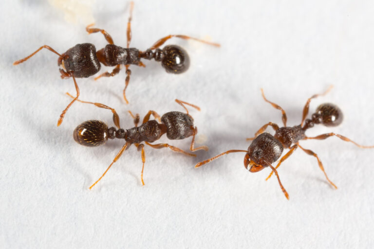 How Do Ant Traps Work? Our Ultimate Guide! House Grail