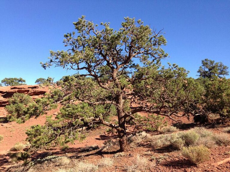 What Is The State Tree Of New Mexico Uses Facts FAQ House Grail
