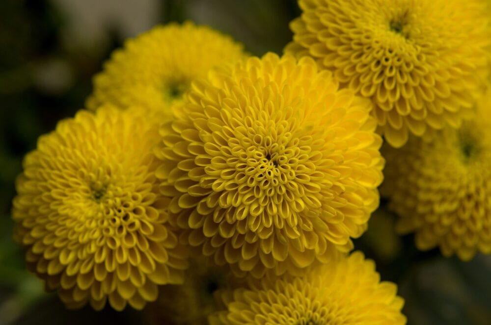 Pompons chrysanthemum
