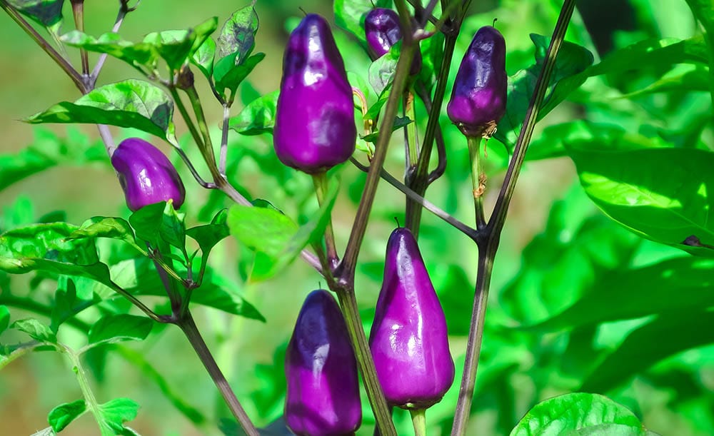 Purple Jalapeno Peppers