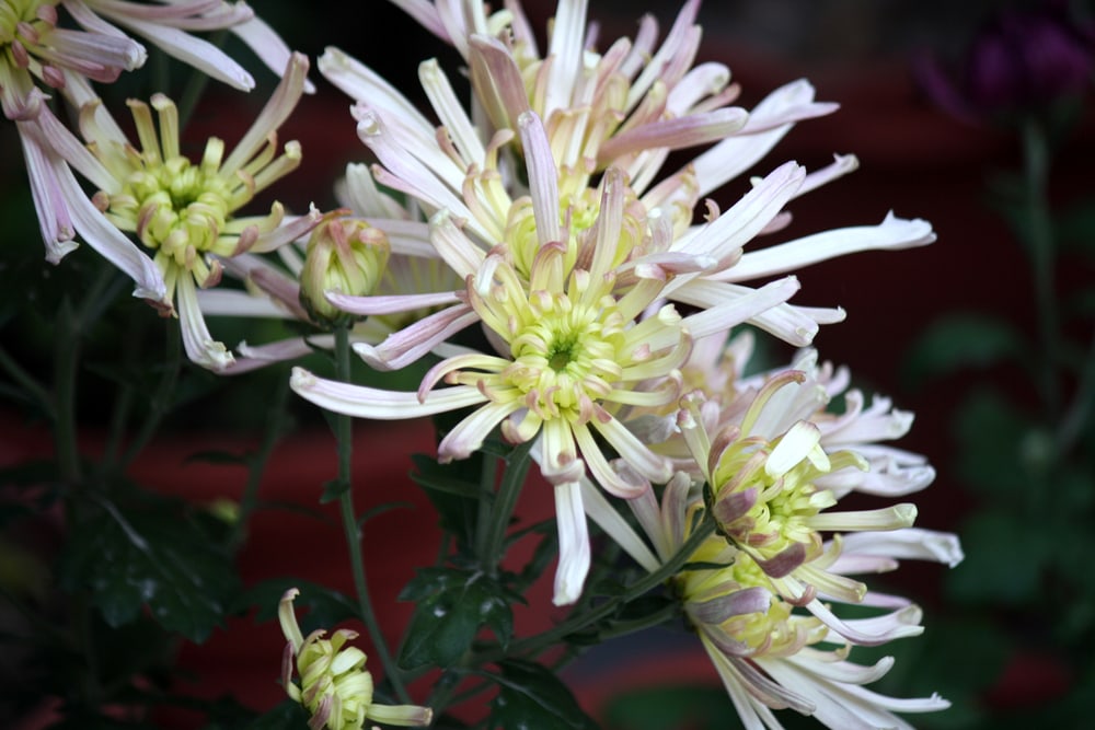 13 Types Of Chrysanthemums With Pictures House Grail