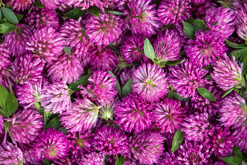 Red Clovers