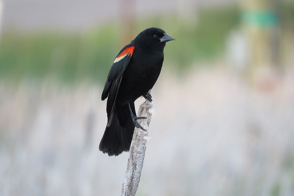 Types Of Black Birds In South Carolina