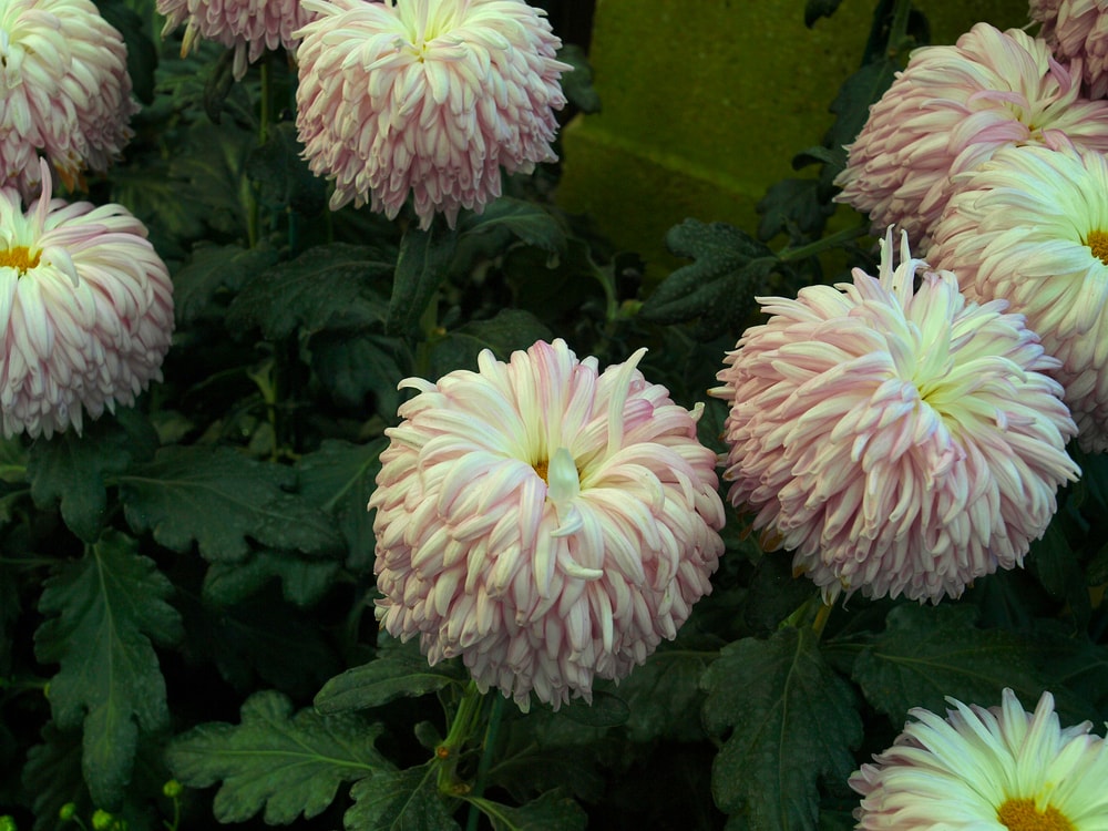 Reflex Chrysanthemums