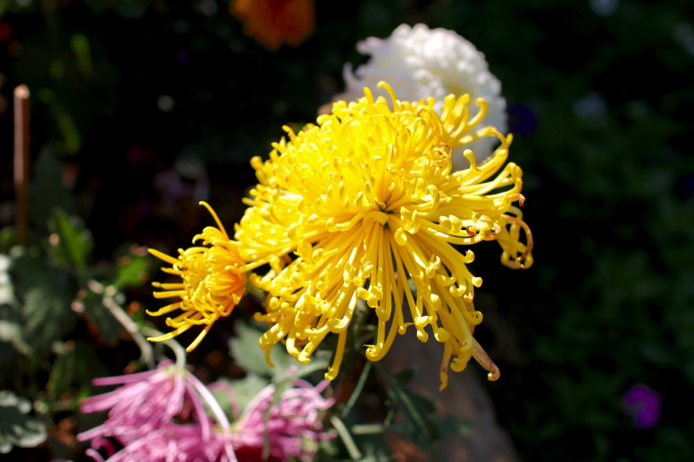 Spider Bloom Chrysanthemums