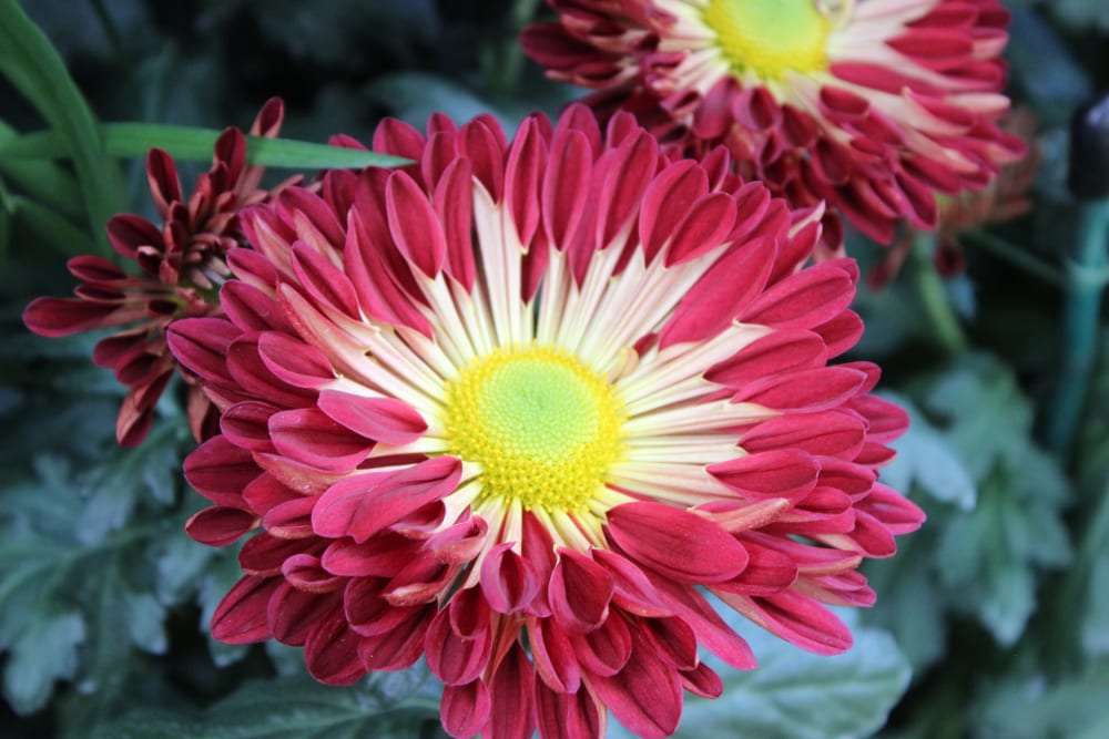 Spoon Blooms Chrysanthemums