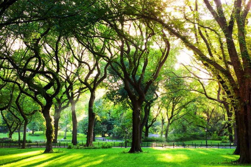 Sunbeams through American Elm Trees