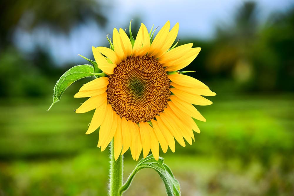 When Do Sunflowers Bloom? Facts, Tips, & FAQ House Grail