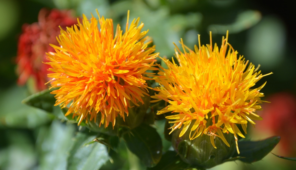Thistle Chrysanthemums