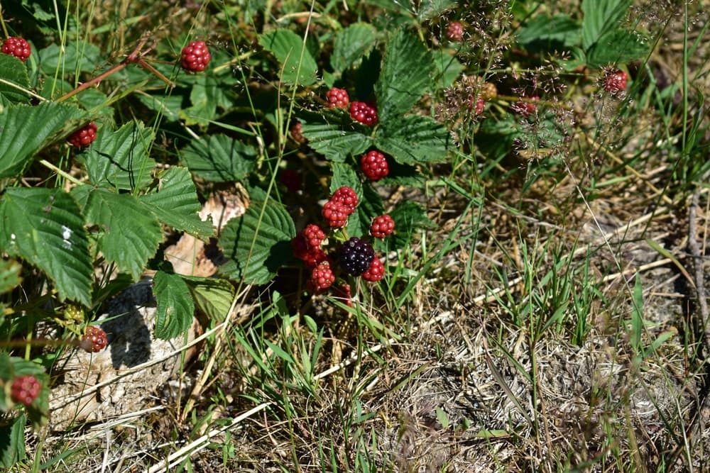 Trailing Blackberries