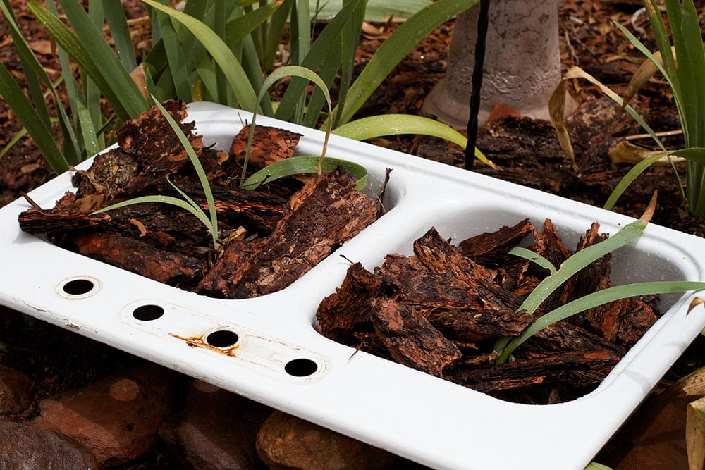 Using old sink for plant