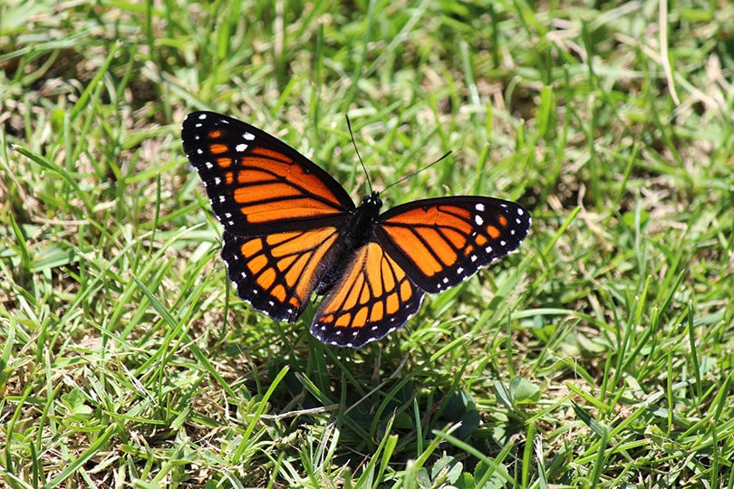 10-most-common-butterflies-in-oklahoma-with-pictures-house-grail