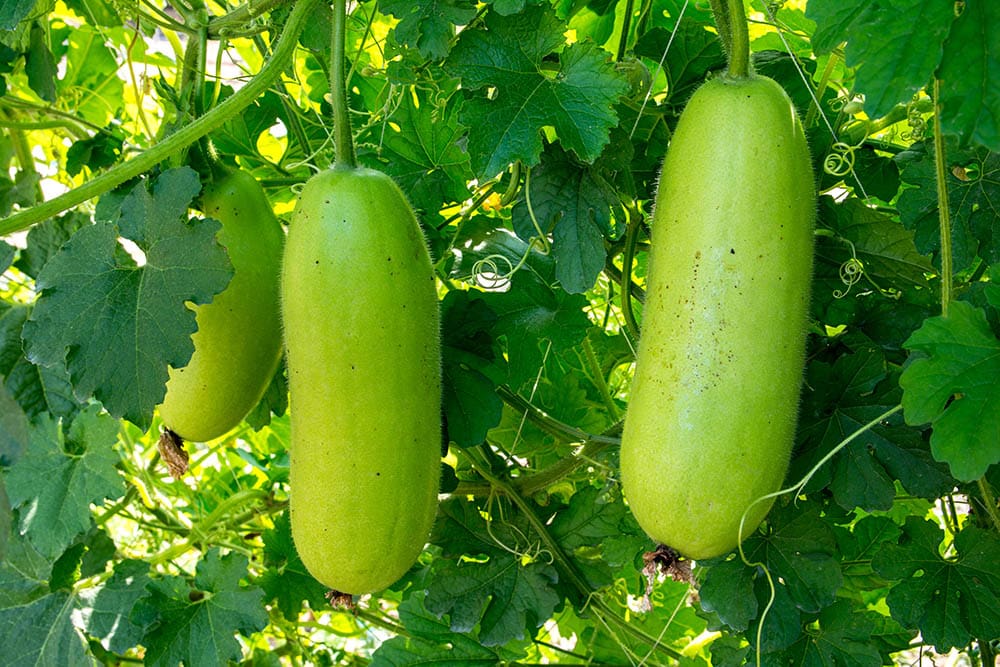 Winter melon