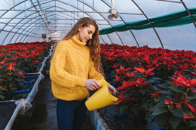 Woman in greenhouse with yellow watering can near poinsettia in pots