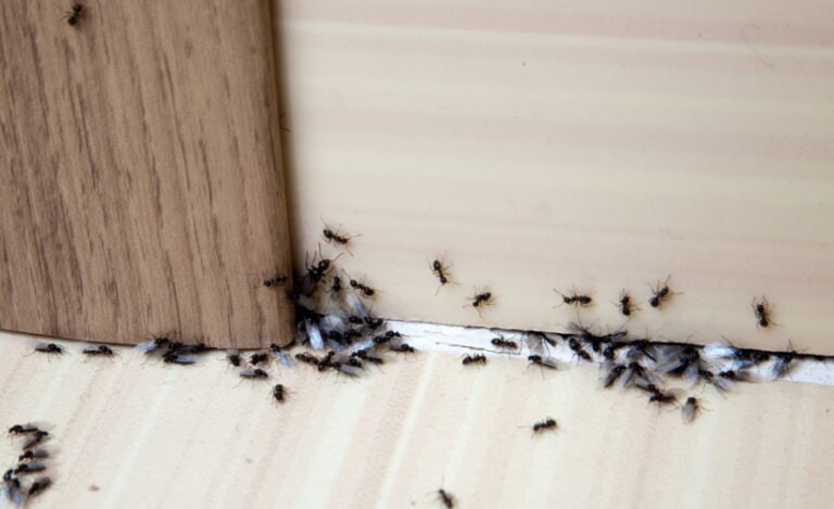Ants In The Bedroom Cherkas Shutterstock 768x469 