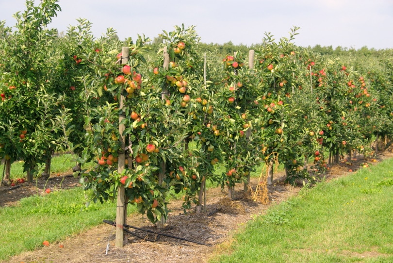 apple plantation