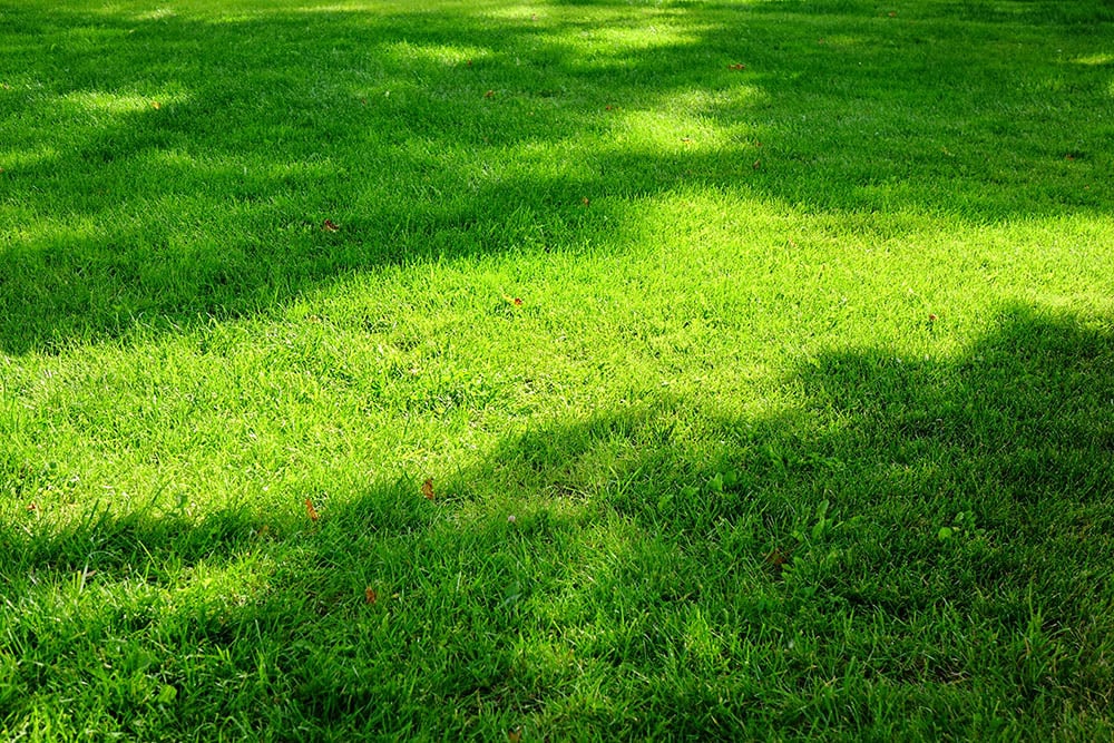 6-types-of-grass-in-arizona-with-pictures-house-grail