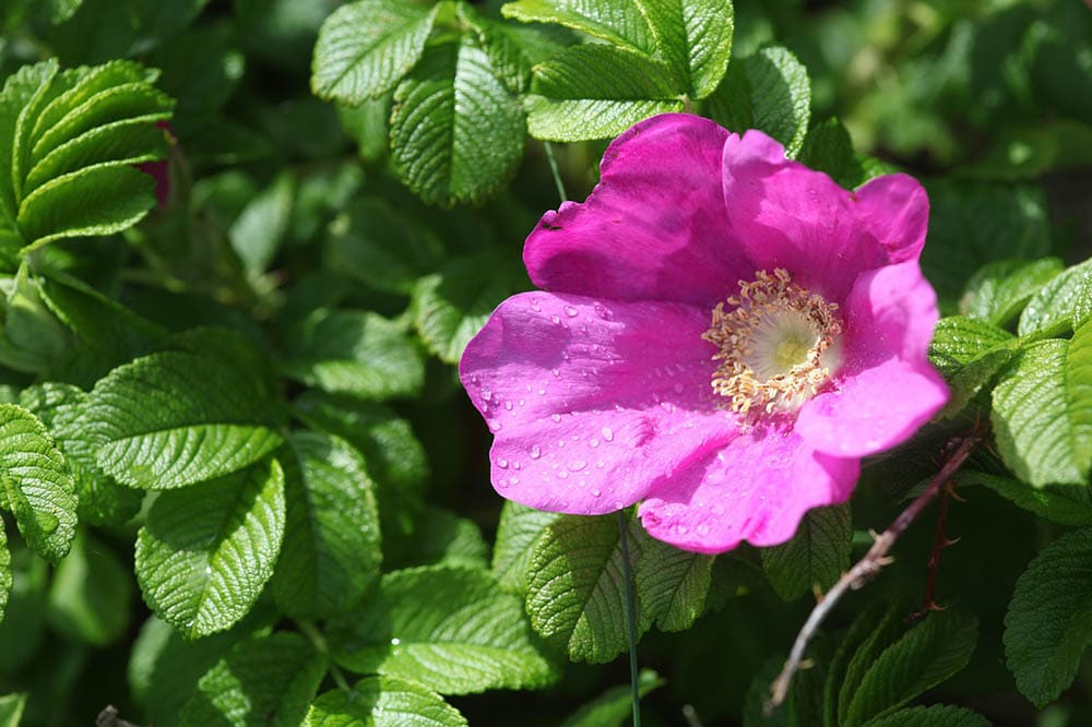 blooming prairie rose