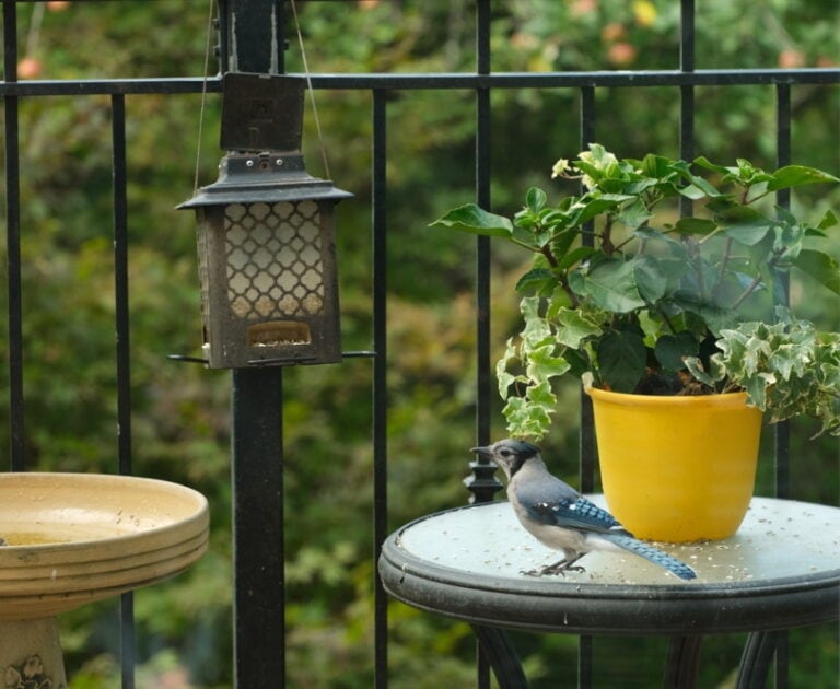 How to Keep Birds Off Patio Furniture: 10 Humane Ways | House Grail