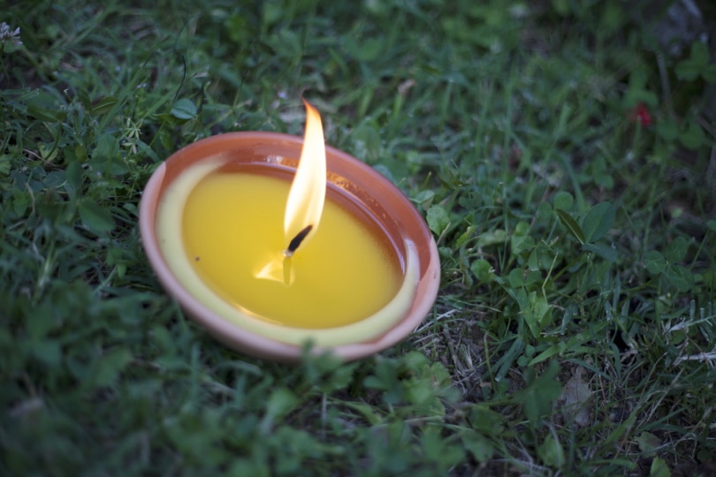 citronella candle in the grass