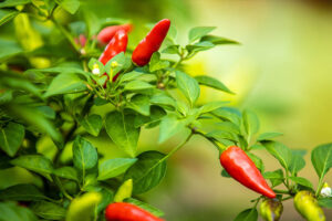 close up photo of pepper plant_Nick Artman_Unsplash