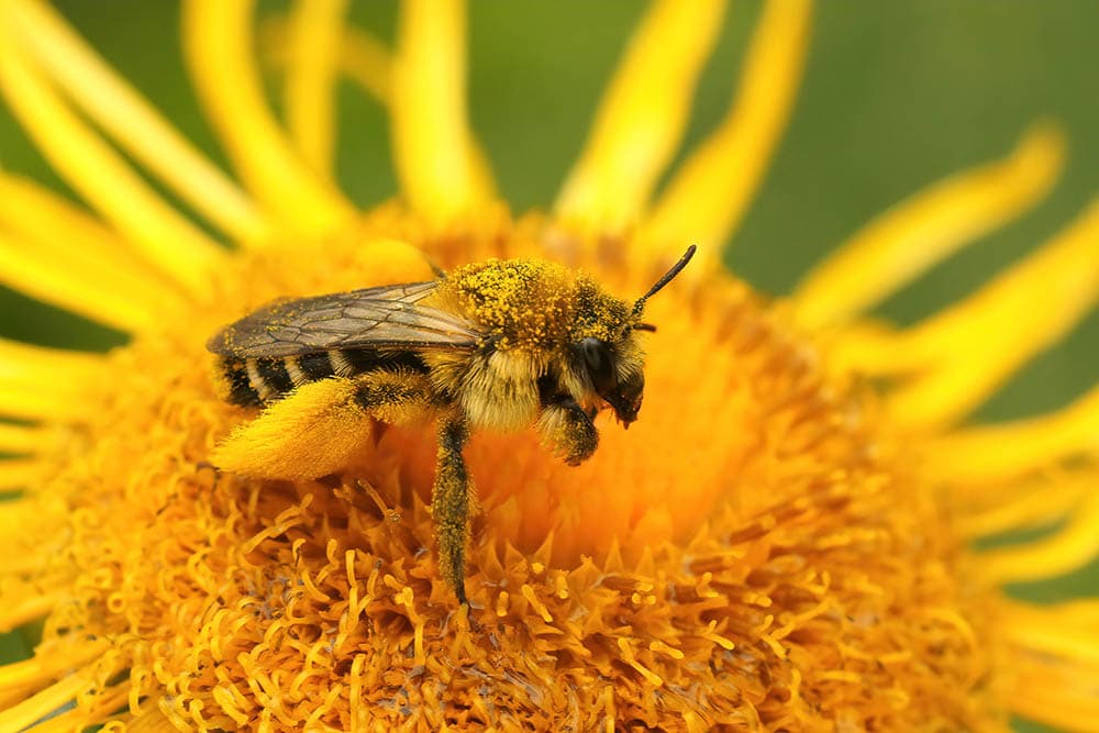 How Bees Make Honey Step-by-Step Process - Kids Facts