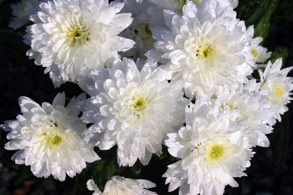 cushion chrysanthemums