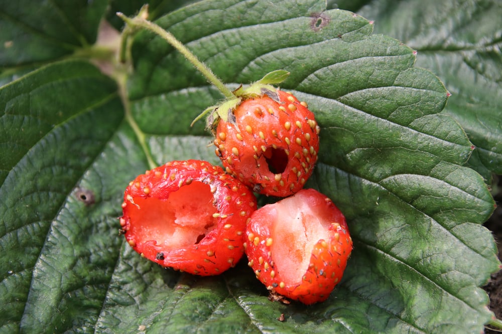 how to get rid of slugs on american beautyberry shrub