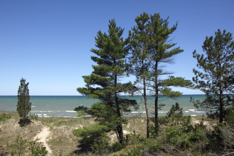 eastern white pine tree near sea side