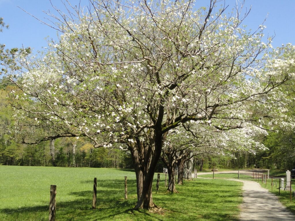 how much does a dogwood tree grow each year