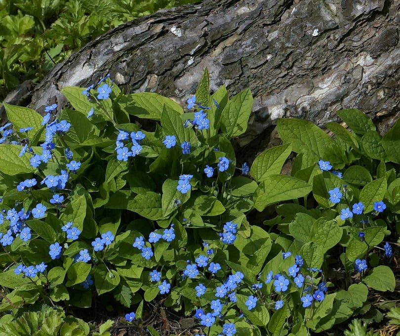 forget me not flower