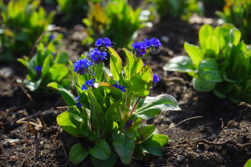 forget me not flower