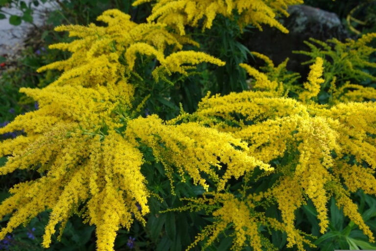 What Is the State Flower of Nebraska? History & Facts | House Grail