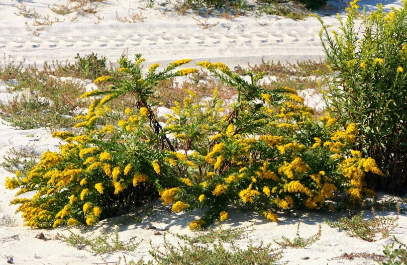 goldenrod flowers